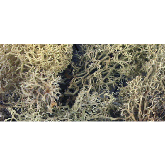 Rayher Hobby - SB-Btl. 100 g - Natürliche Islandmoos-Dekoration